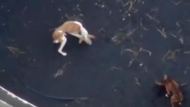 Drone drops food for dogs trapped by volcano