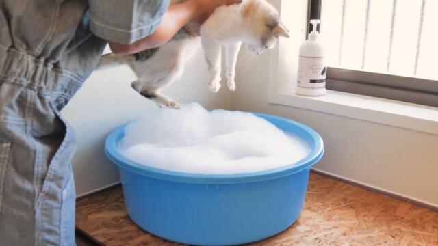 ペット用高級シャンプーで三毛猫 ⇒ 美毛猫に♪輝かしいほどのその姿にボス吉も惚れた！