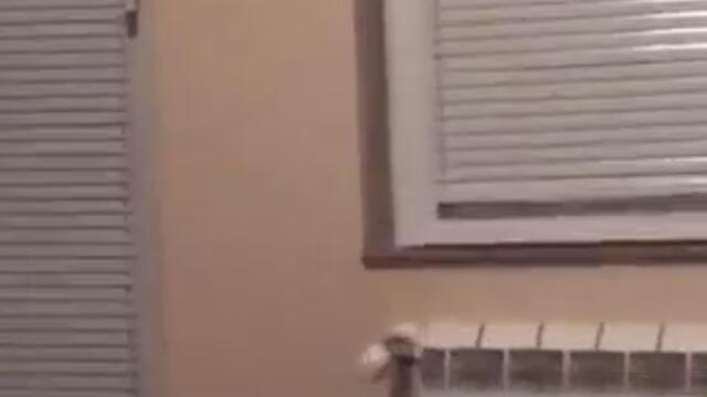 Кучето на съседите лае смешно