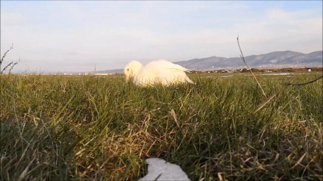 Duck's Spring, Day 8. April snow is gone by the wind!