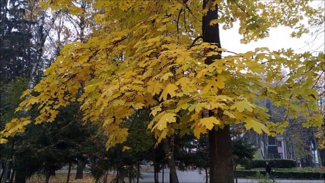 Сергей Чернышов  -  СЕРДЦЕ НА ЛАДОНИ