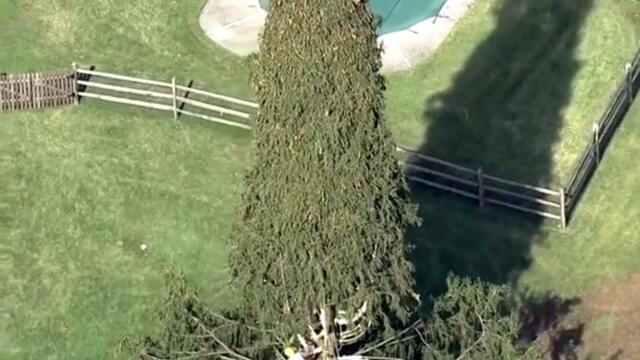 This year's Rockefeller Christmas Tree is coming from Elkton