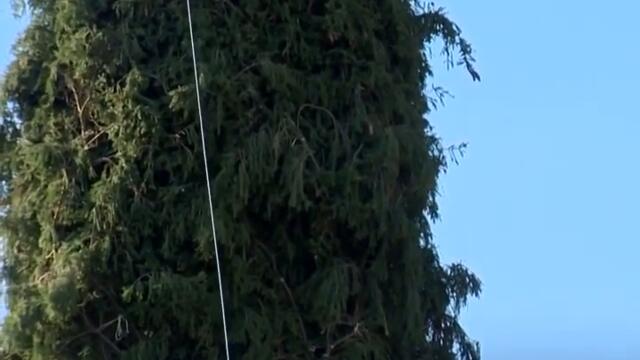 2021 Rockefeller Christmas tree cut down in Maryland