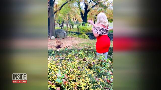Woman Climbs Into Lion Enclosure at Bronx Zoo