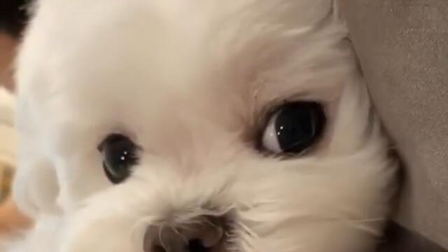 Cuanto duerme un Bichón Maltés