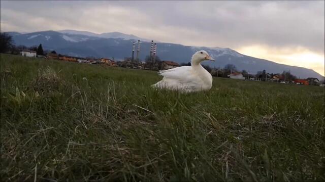Spring's Day 13! Duck is out and about on a windy evening