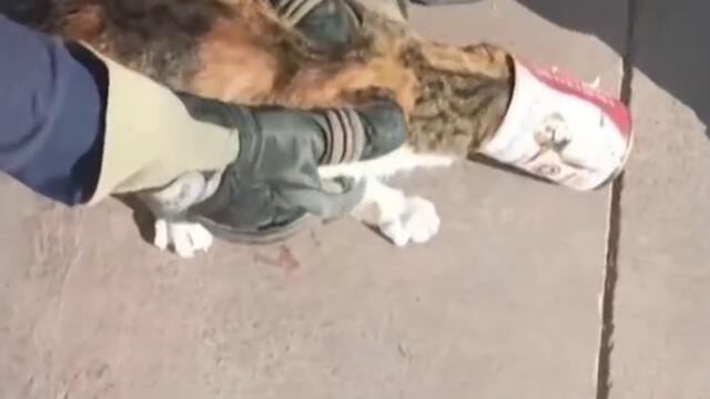 Curious Kitty Gets Rescued From Tin Can #Shorts