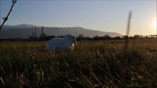 Duck's Spring, Day 14. Boy is having a grass snack around sunset time.
