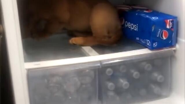 Golden Retriever Climbs Inside Fridge #shorts