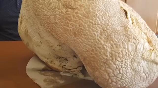 Man Finds Monster 52-Pound Mushroom While Foraging #Shorts