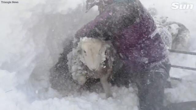 Storm Arwen: Farmer battles to rescue sheep buried in snow