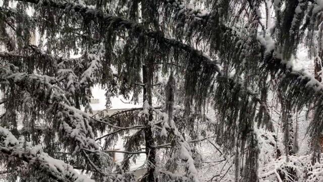 Коледа с Надка