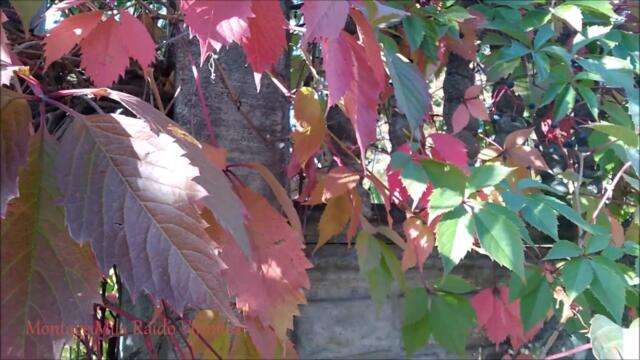 Добрый Вечер!  💥 Наташа Державная   -   ДО БЕЗУМИЯ