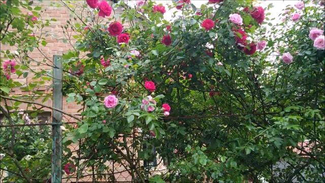 Михаил Шуфутинский 🌹 МИЛЛИОН АЛЫХ РОЗ