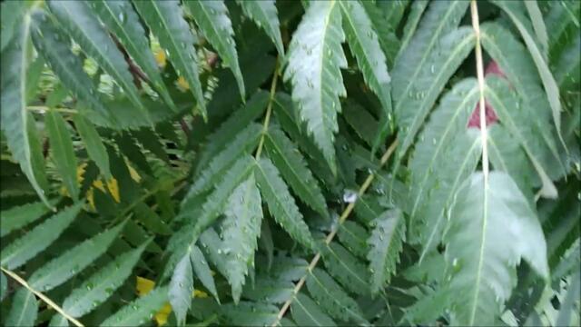 Белый День, Лена Василёк - ВЕРНИСЬ ДОМОЙ