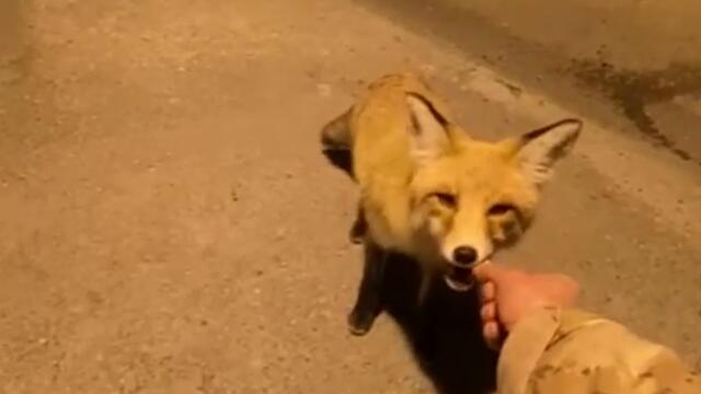 Hungry Fox Happily Hand Fed #Shorts