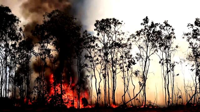 Australia Says Koalas Endangered Due to Fires and Disease