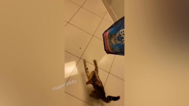 СМЕШНЫЕ КОШКИ 2022 И ДРУГИЕ ЖИВОТНЫЕ/ 10 МИНУТ СМЕХА/СМЕШНЫЕ ЖИВОТНЫЕ 2022/ЛУЧШИЕ ПРИКОЛЫ С КОТАМИ