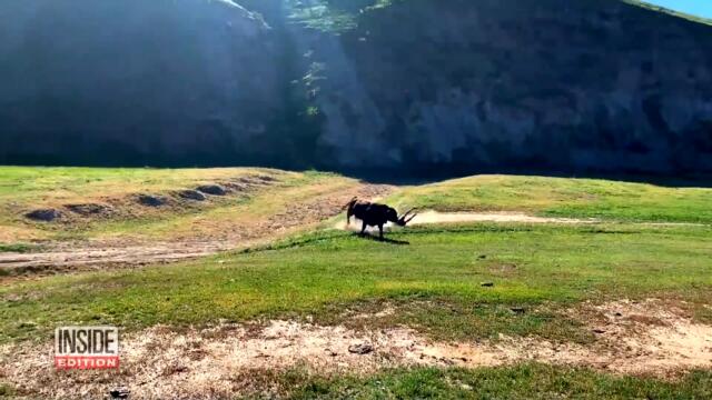 Cyclist Gets Charged by Bull