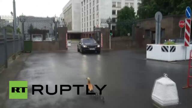 Патица с малките си отива към руския парламент