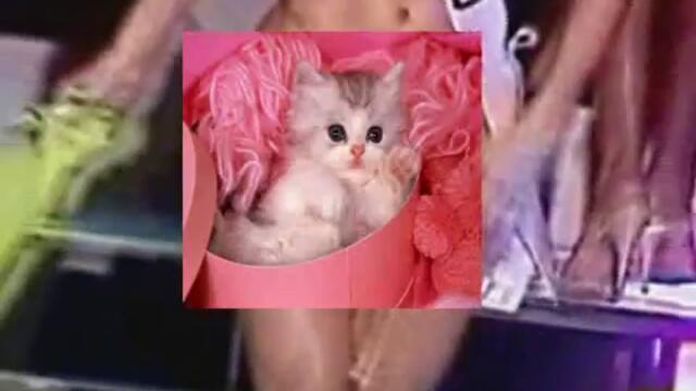 На тая и се видя котенцето Смях