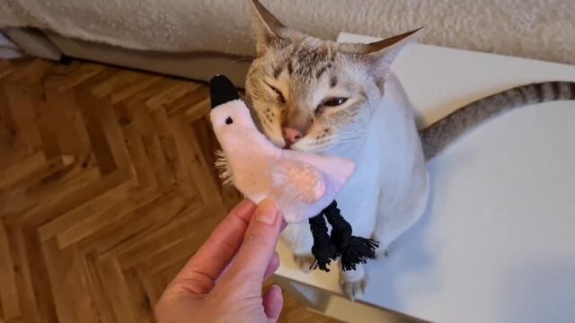 Cat loves a new Catnip Toy! | A present for Mićo 🎁