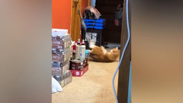 СМЕШНЫЕ КОШКИ 2022 И ДРУГИЕ ЖИВОТНЫЕ/ 10 МИНУТ СМЕХА/СМЕШНЫЕ ЖИВОТНЫЕ 2022/ЛУЧШИЕ ПРИКОЛЫ С КОТАМИ