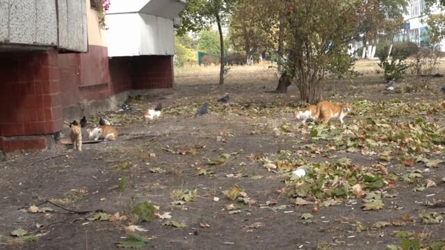 "Terve Ukraina" (Finnish 100 year poem) Українські субтитри! Ukrainian subs!