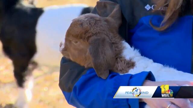 Goat cuddling offered at Maryland farm to help deal with stress