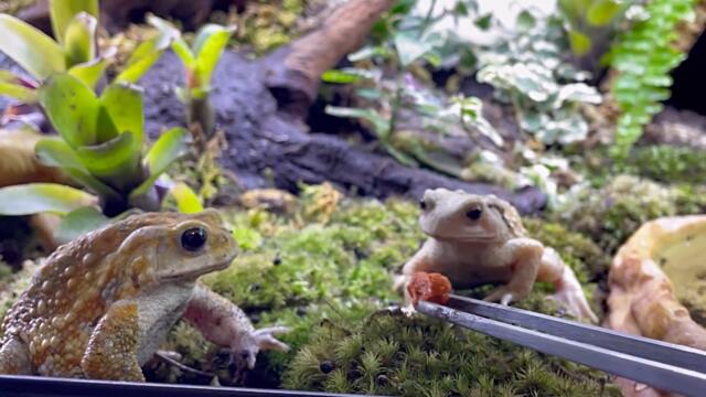 餌を横取りされたカエルの反応が面白すぎる・・・笑