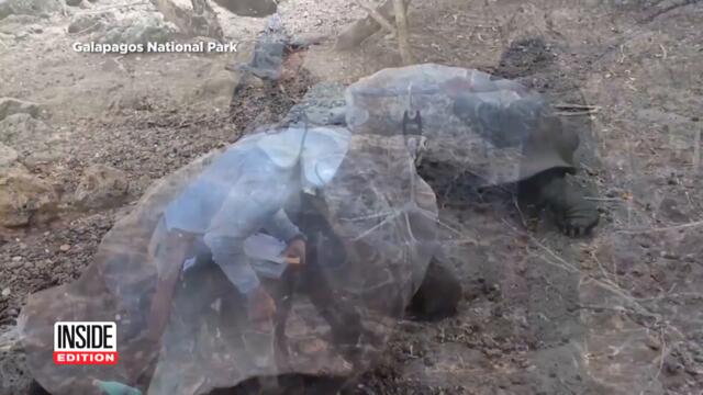 These Turtles Are a Totally Different Species Than Originally Thought