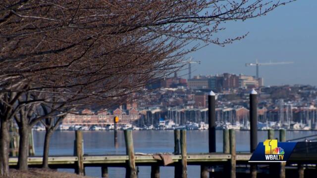 Fort McHenry's cherry blossoms set to bloom