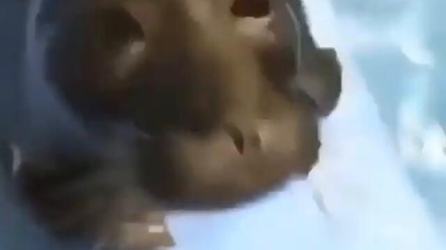 Hello there *woOOo woo* seal