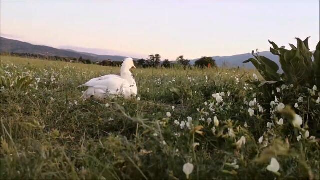 Duck's Spring, Day 33. Chilling at the field around sunset time.