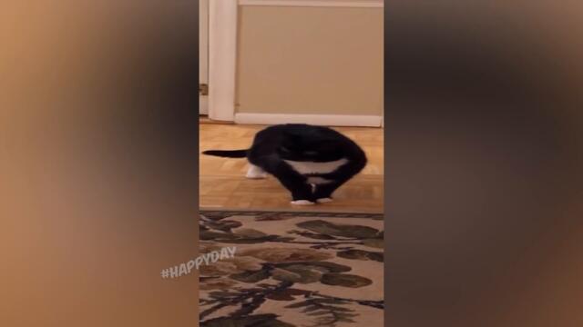 СМЕШНЫЕ КОШКИ 2022 И ДРУГИЕ ЖИВОТНЫЕ/ 10 МИНУТ СМЕХА/СМЕШНЫЕ ЖИВОТНЫЕ 2022/ЛУЧШИЕ ПРИКОЛЫ С КОТАМИ