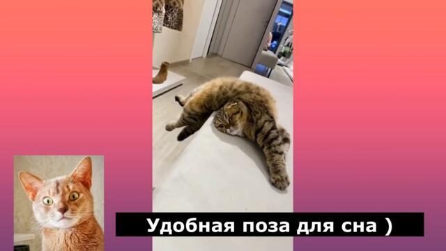 Подборка смешных видео про котов и кошек. Подборка забавных видео от КотДзен и его реакция на них