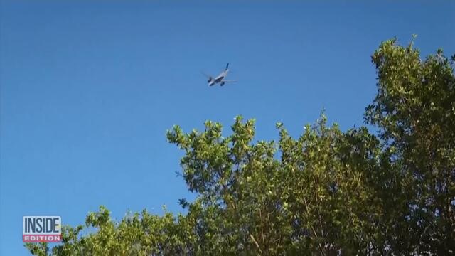 These Monkeys Call a Florida Airport Home