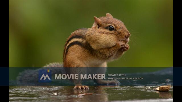 АКВАРЕЛ--КЪМ ДОМА