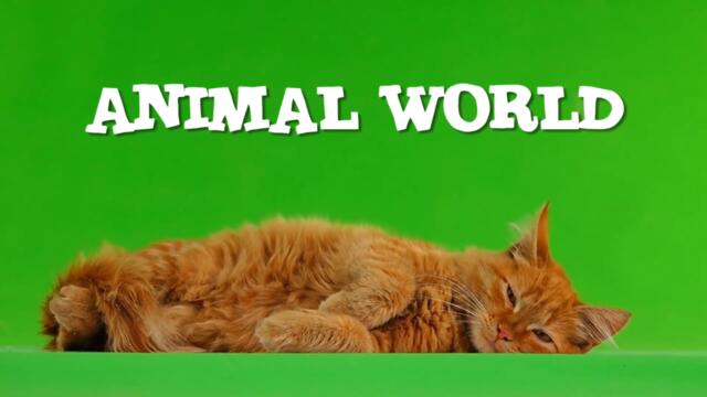 #5 ANIMAL WORLD | СМЕШНЫЕ ВИДЕО С ЖИВОТНЫМИ ИЗ ТИК ТОКА | FUNNY ANIMAL VIDEOS FROM TIK TOK 🐾