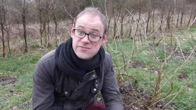 Growing Soft Fruits for Beginners