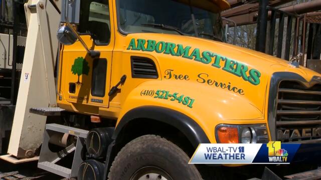 To detect hazards, tree experts recommend yearly inspections