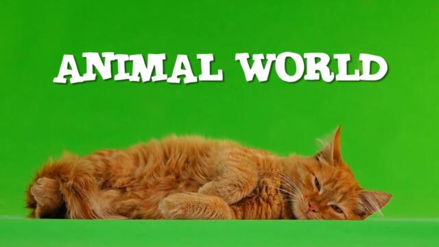 #10 ANIMAL WORLD | СМЕШНЫЕ ВИДЕО С ЖИВОТНЫМИ ИЗ ТИК ТОКА | FUNNY ANIMAL VIDEOS FROM TIK TOK 🐾