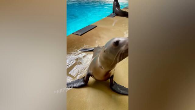 СМЕШНЫЕ КОШКИ 2022 И ДРУГИЕ ЖИВОТНЫЕ/ 10 МИНУТ СМЕХА/СМЕШНЫЕ ЖИВОТНЫЕ 2022/ЛУЧШИЕ ПРИКОЛЫ С КОТАМИ