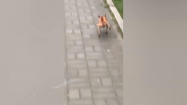 СМЕШНЫЕ КОШКИ 2022 И ДРУГИЕ ЖИВОТНЫЕ/ 10 МИНУТ СМЕХА/СМЕШНЫЕ ЖИВОТНЫЕ 2022/ЛУЧШИЕ ПРИКОЛЫ С КОТАМИ