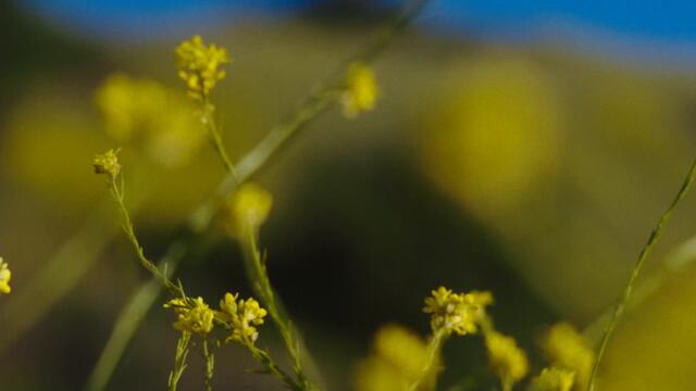 Vicky Farewell - Kakashi (All of the Time)