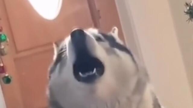 Awoooo