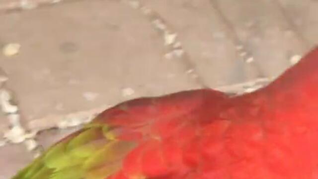 Amazing ! Beautiful African parrot #shot