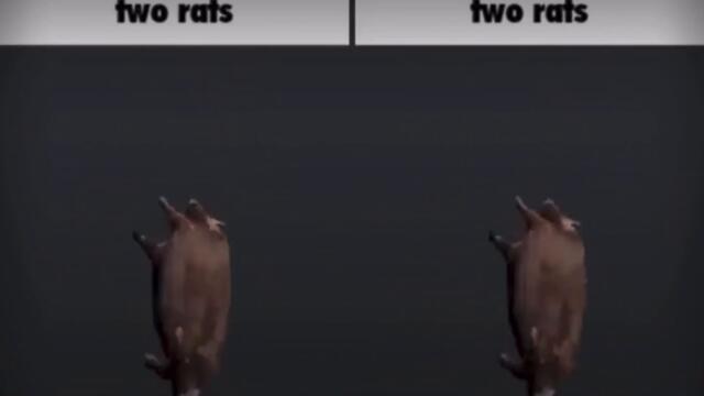 Two rats rotate while free bird by Lynyrd Skynyrd plays in the background