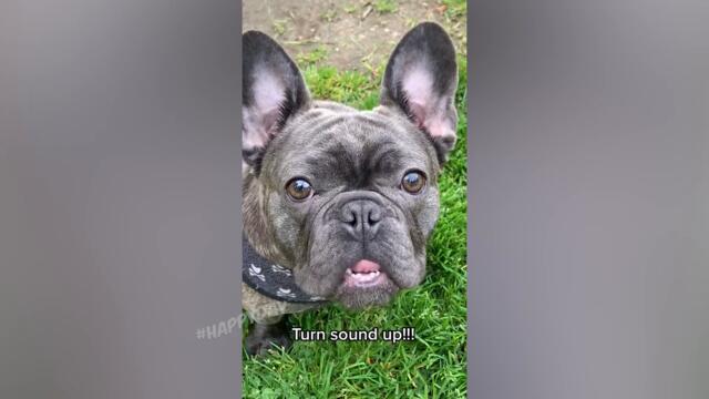 СМЕШНЫЕ КОШКИ 2022 И ДРУГИЕ ЖИВОТНЫЕ/ 10 МИНУТ СМЕХА/СМЕШНЫЕ ЖИВОТНЫЕ 2022/ЛУЧШИЕ ПРИКОЛЫ С КОТАМИ