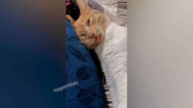 СМЕШНЫЕ КОШКИ 2022 И ДРУГИЕ ЖИВОТНЫЕ/ 10 МИНУТ СМЕХА/СМЕШНЫЕ ЖИВОТНЫЕ 2022/ЛУЧШИЕ ПРИКОЛЫ С КОТАМИ